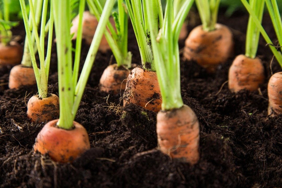Советы, которые помогут повысить урожайность моркови уже во время посадки