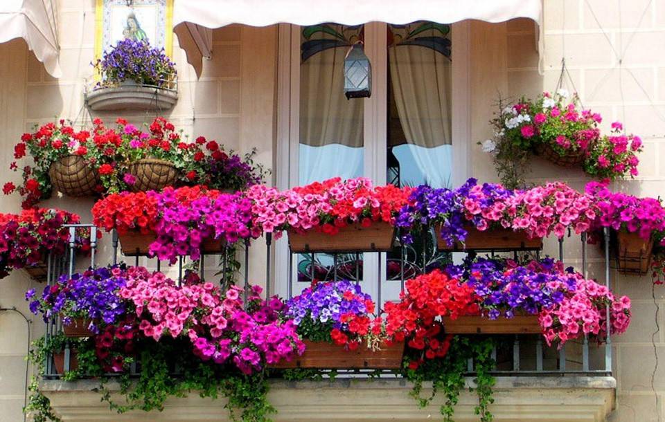 Будут радовать долго: какие цветы можно выращивать на балконе