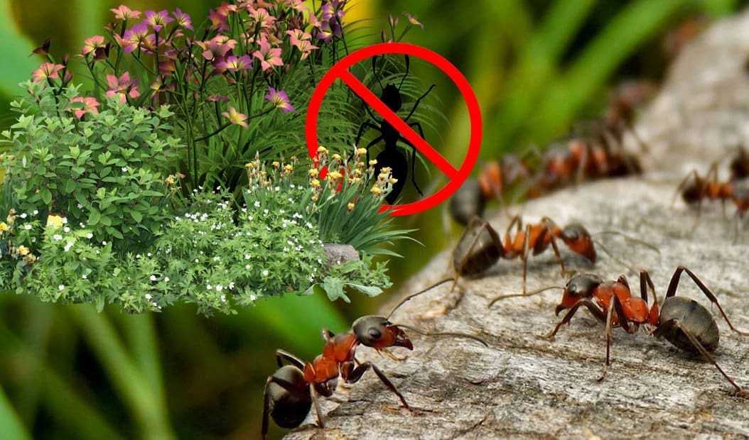 Какие народные средства помогут избавиться от муравьев на грядках