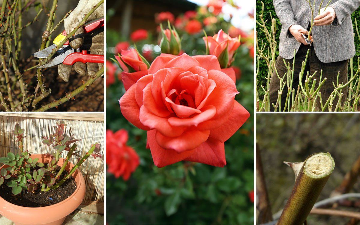 Для пышного и яркого цветения: как правильно обрезать розы весной
