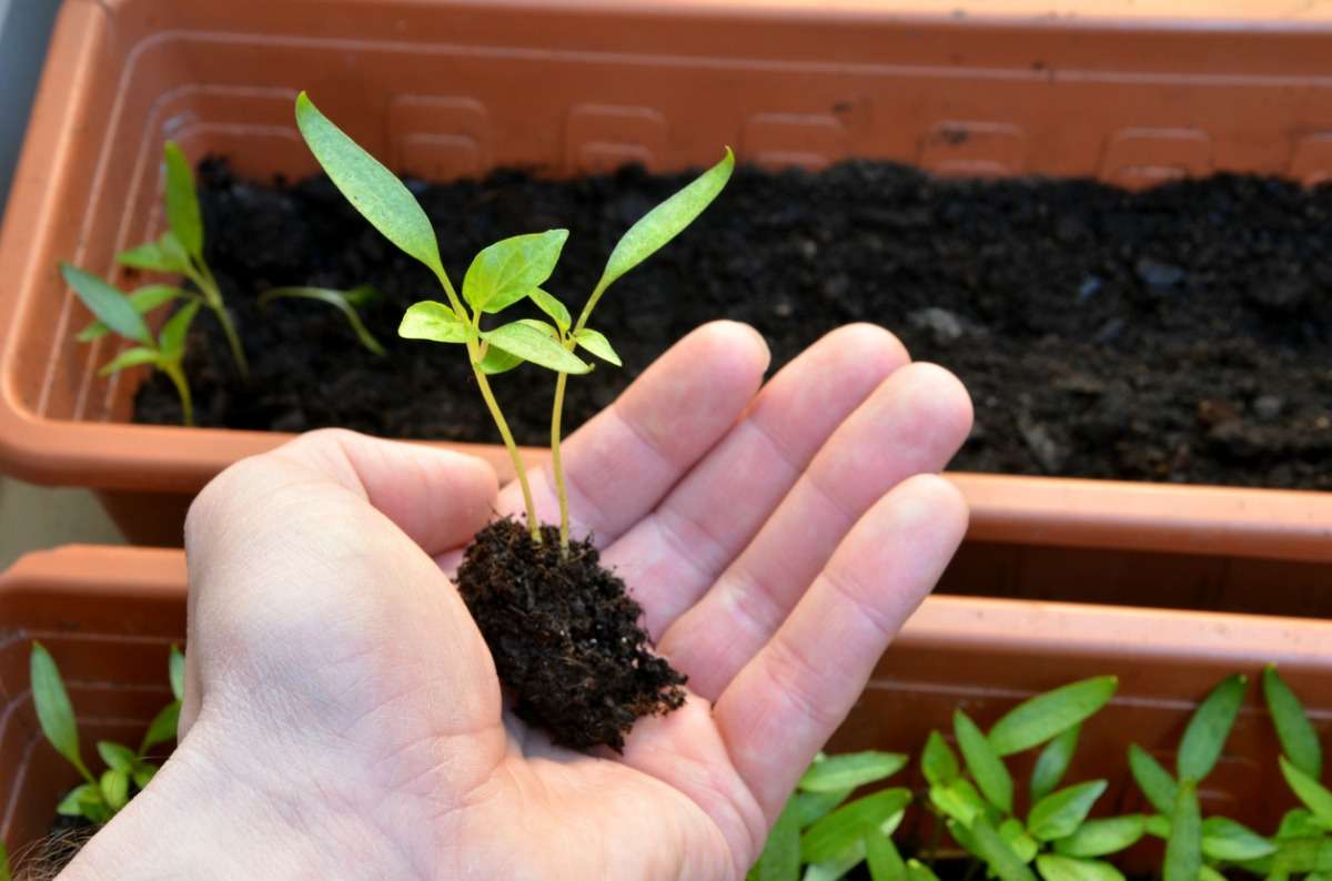 Два метода пикировки рассады, чтобы разделить растения и не повредить их корни