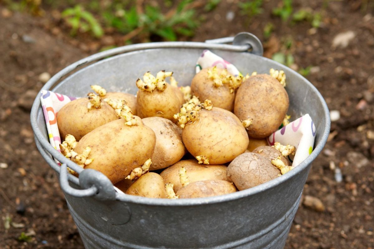 Проращивание картофеля в марте: как подготовить посадочный материал