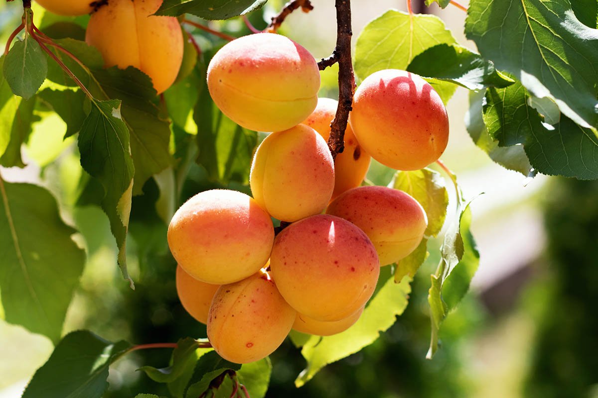 Будет много плодов: чем полить абрикос во время цветения