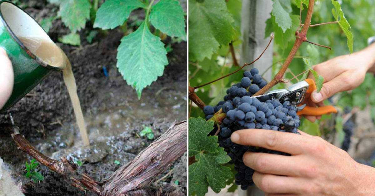 Как проводить подкормку винограда, сроки и правила ухода за культурой