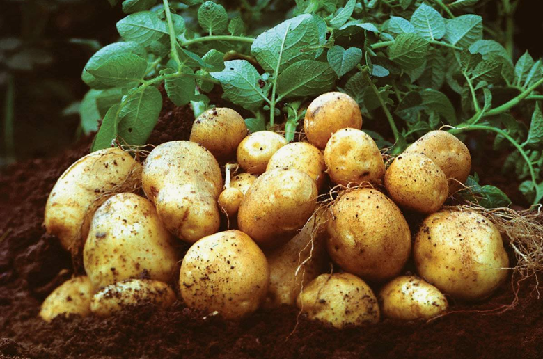 Чем обработать картофель перед посадкой для защиты от вредителей