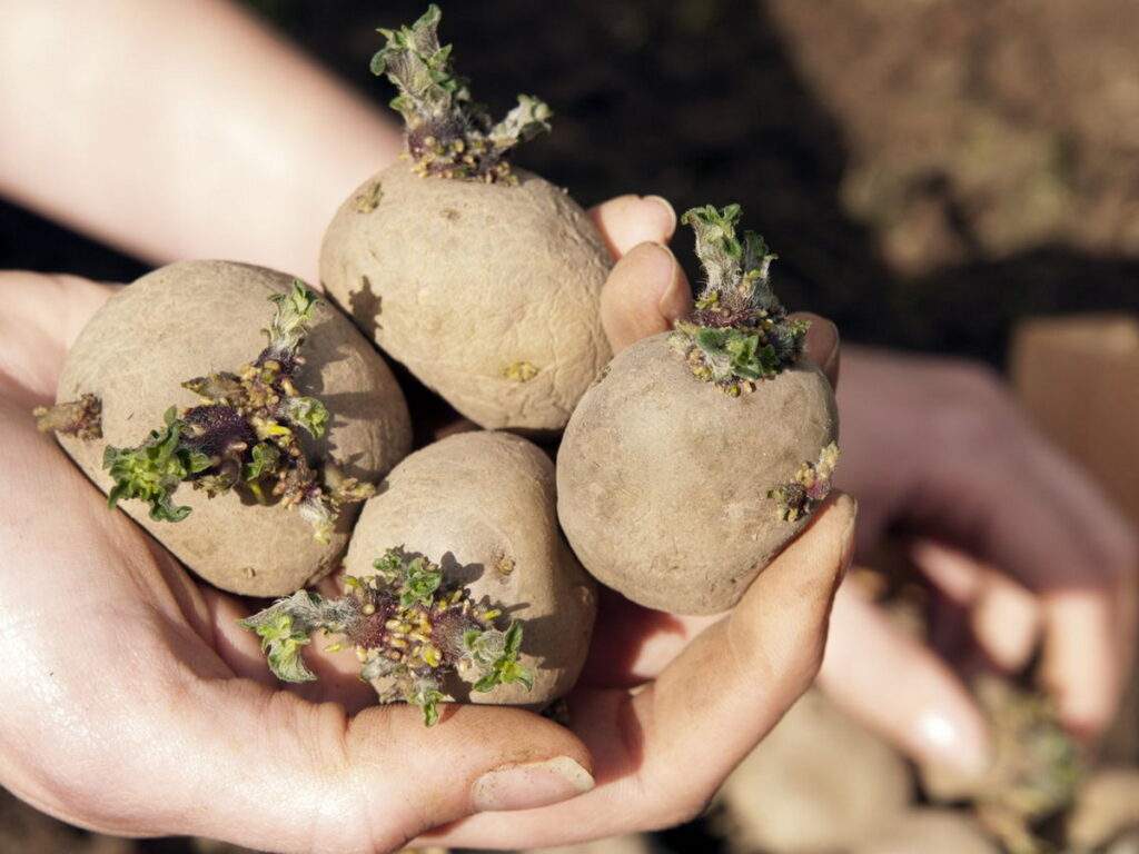 Способы обработки картофеля от болезней и жуков перед посадкой