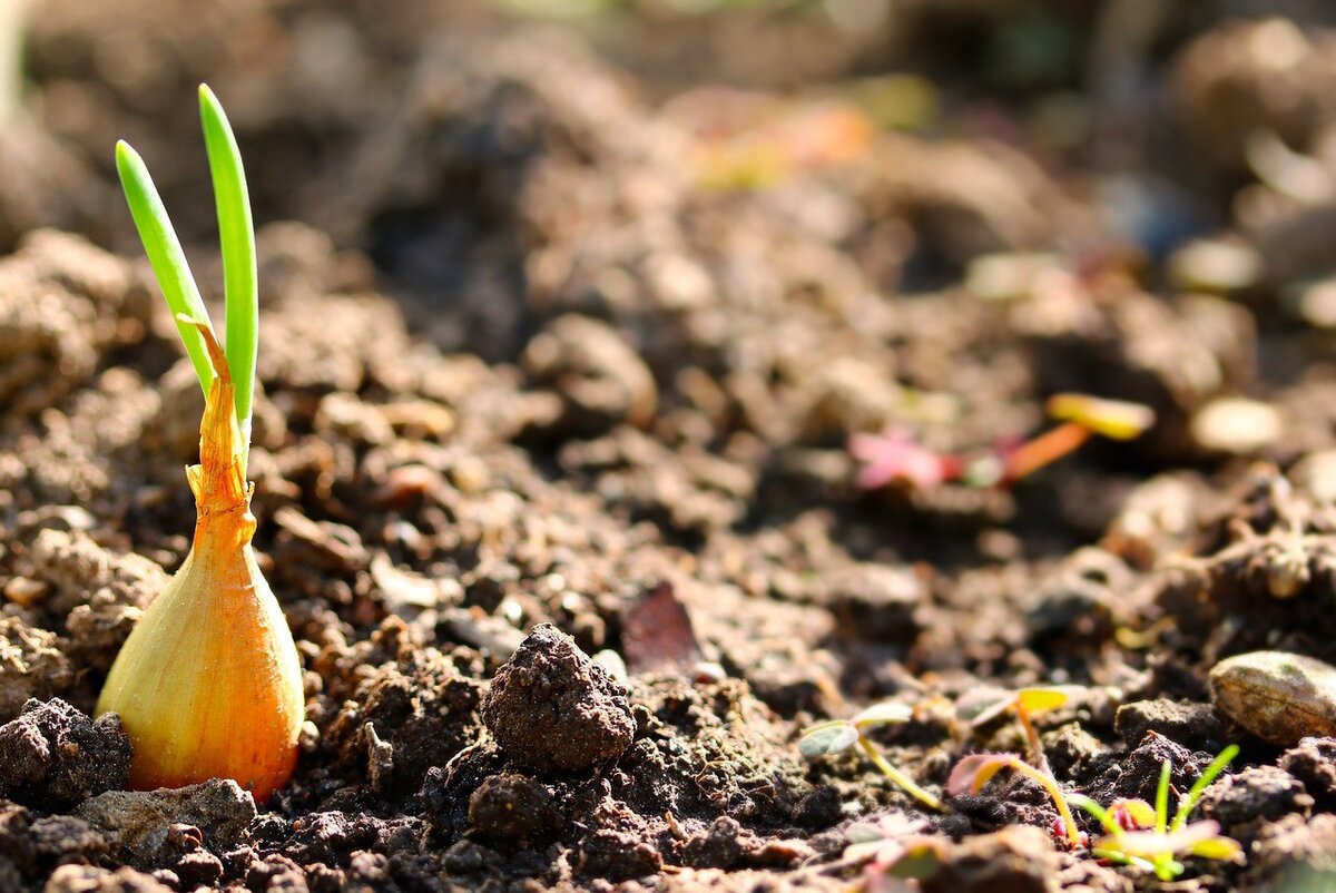 Как садить лук в открытый грунт: правила и советы по выращиванию