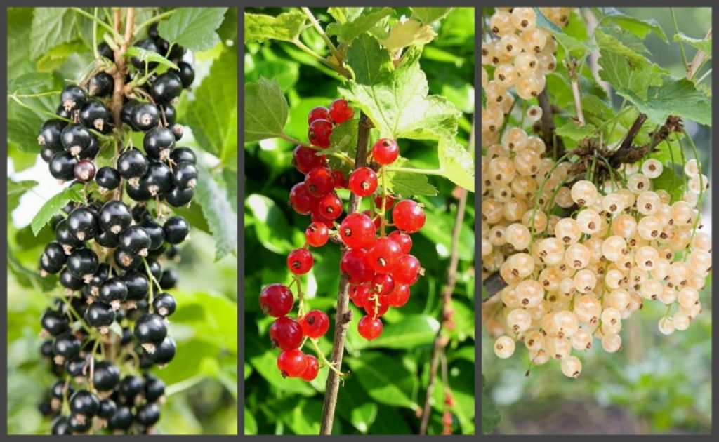 Виды подкормки для смородины во время и после цветения для сочных ягод