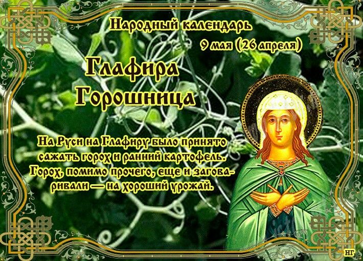 Народные приметы и поверья на 9 мая, в день Глафиры Горошницы