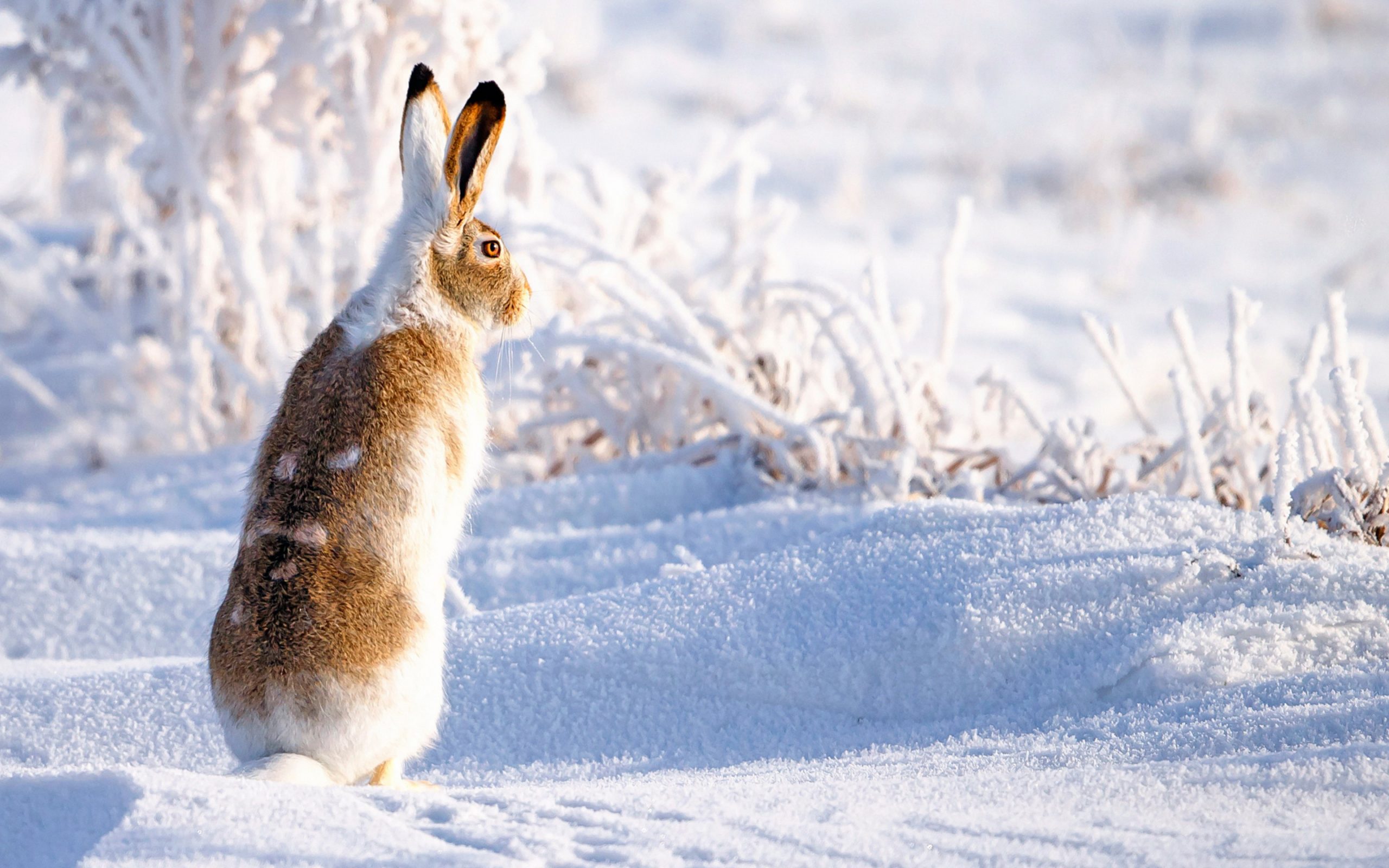 Знамение Пресвятой Богородицы 10 декабря