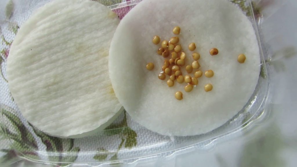 Баклажаны на рассаду нужно сеять в эти даты