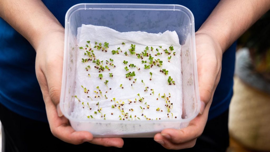 Какие семена нужно замачивать, а какие сеять сухими