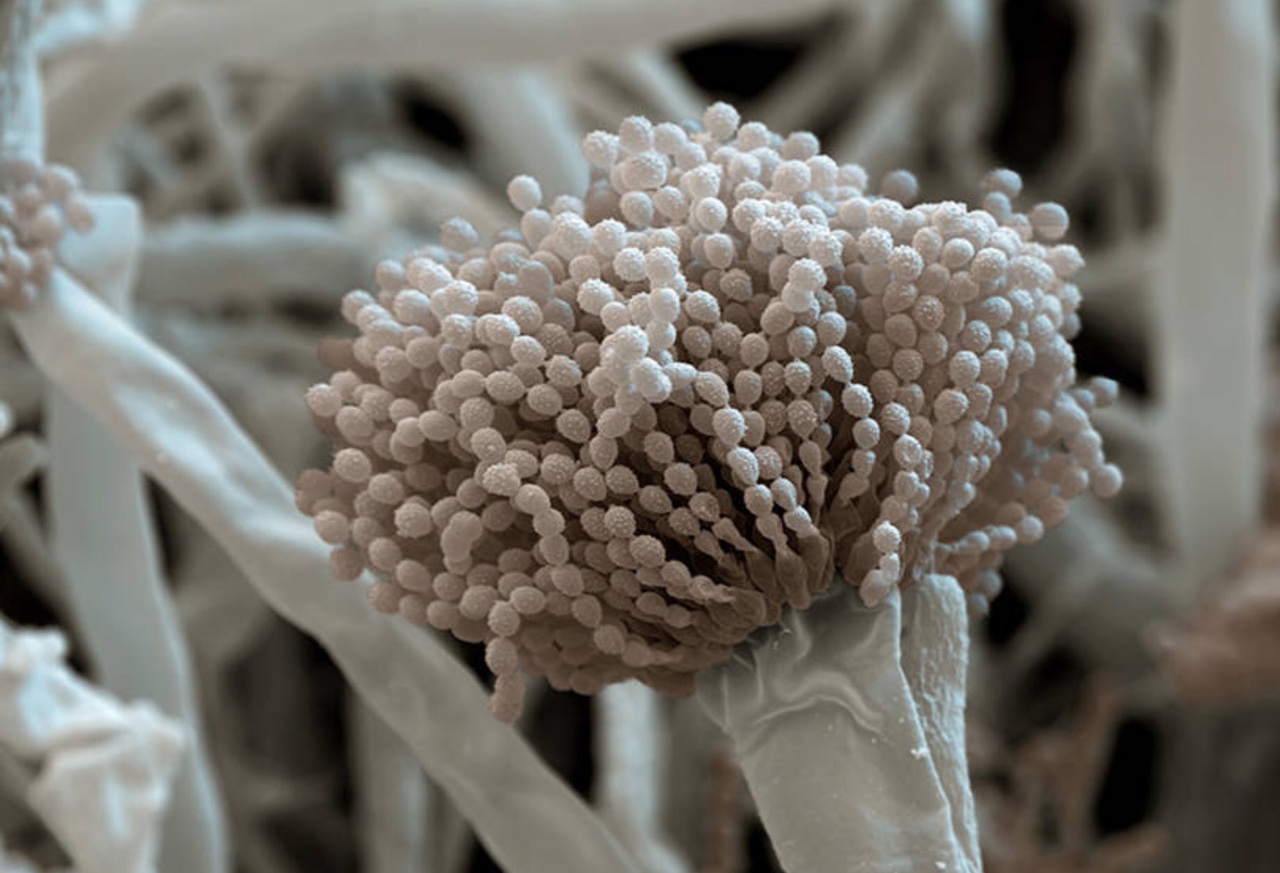 грибок Aspergillus