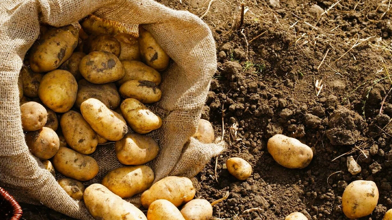 Когда сажать картофель во второй половине мая-июне 2025 году