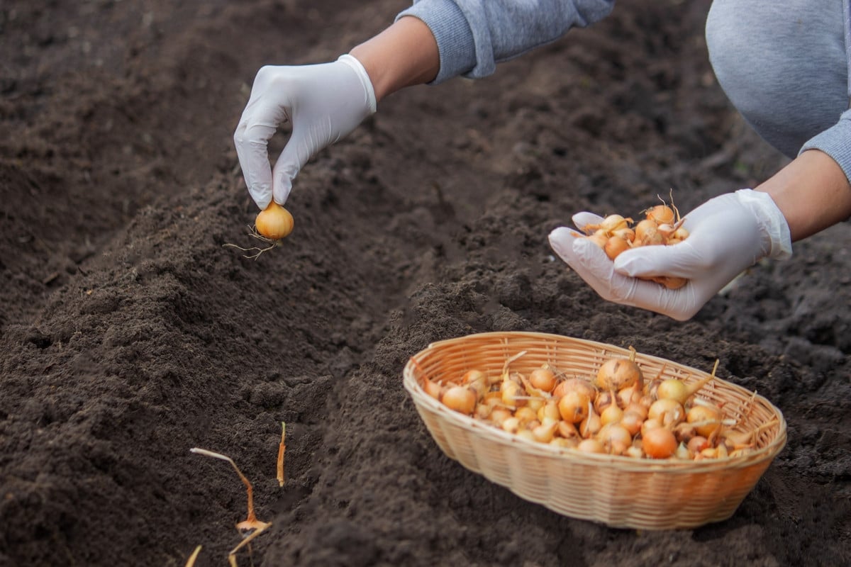 Сажать озимый лук нужно только в этот период