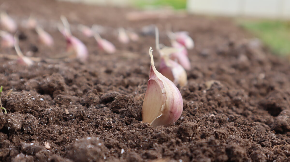 Чеснок очень любит эти удобрения