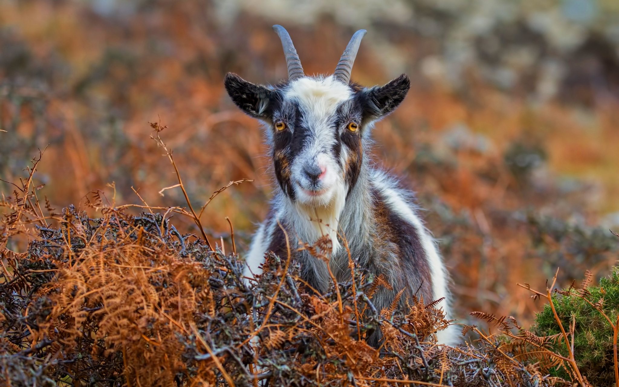 Восточный гороскоп на неделю с 29 сентября по 5 октября 2025 года