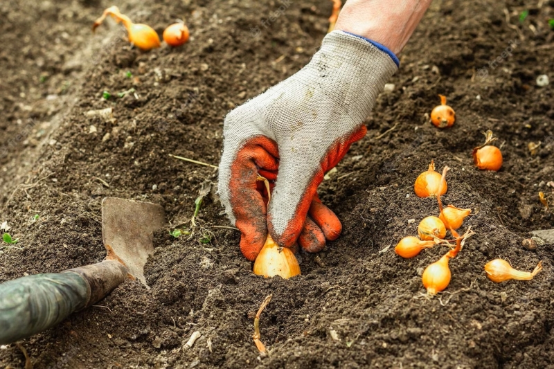 Календарь садовода и огородника на октябрь 2025