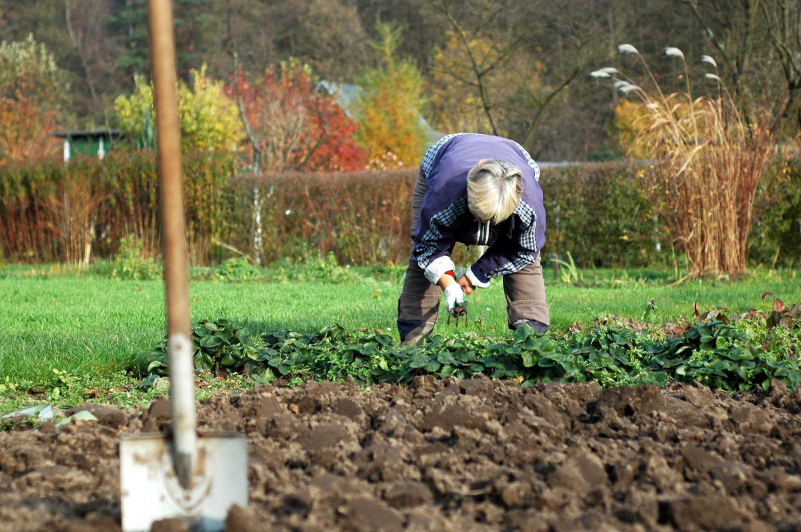 Зачем садоводы посыпают грядки черным перцем