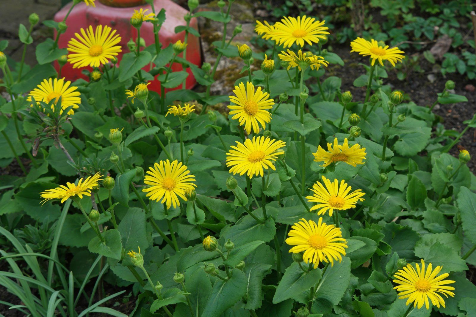 Как правило, на севере ЕТР, в том числе в Вологодской области, бабье лето наступает в первой половине сентября.  vcgms.ru По народному календарю выделяют два периода бабьего лета:  35media.ru Молодое — с Успения до Головосека (28 августа — 11 сентября). Старое (зрелое) — с 14 сентября до Аспосова дня (21 сентября) или до Воздвиженья (27 сентября).