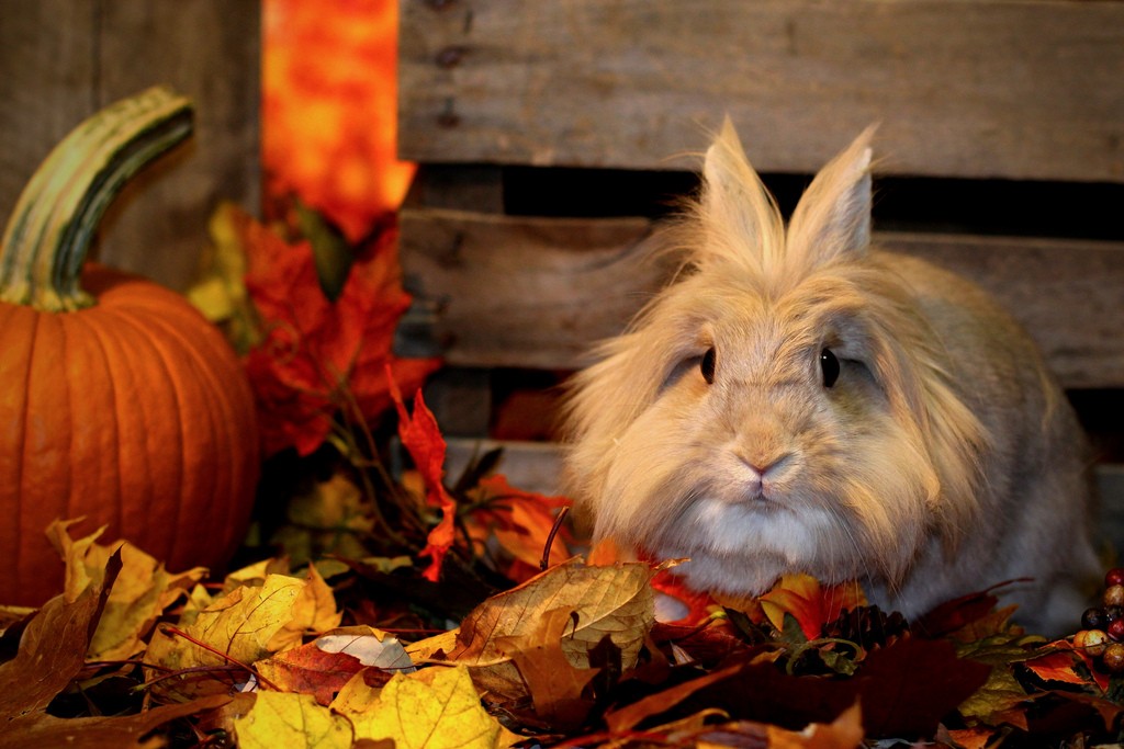 Восточный гороскоп на неделю с 29 сентября по 5 октября 2025 года