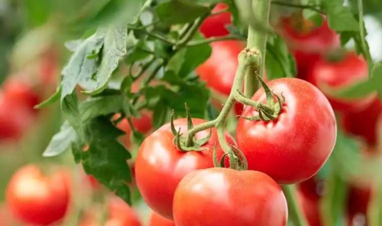 7 секретов маринованных помидоров