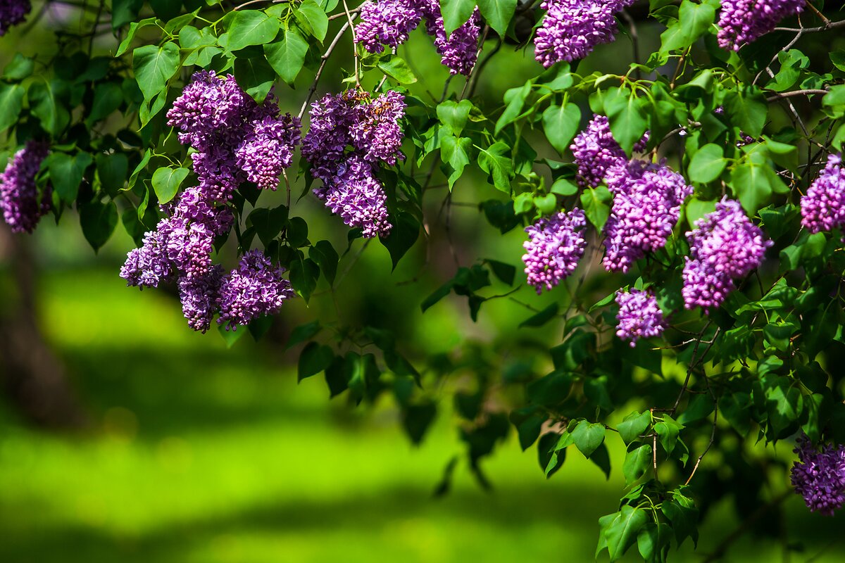 Как правило, на севере ЕТР, в том числе в Вологодской области, бабье лето наступает в первой половине сентября.  vcgms.ru По народному календарю выделяют два периода бабьего лета:  35media.ru Молодое — с Успения до Головосека (28 августа — 11 сентября). Старое (зрелое) — с 14 сентября до Аспосова дня (21 сентября) или до Воздвиженья (27 сентября).