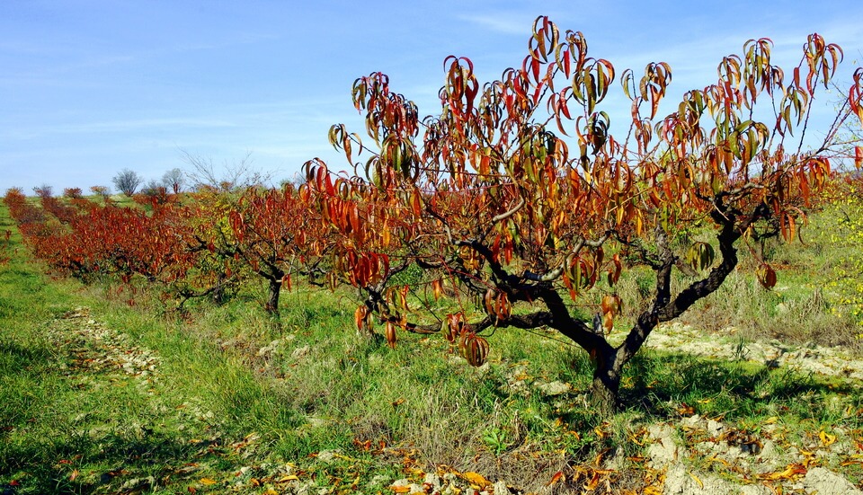 Какие фруктовые деревья стоит высаживать осенью, чтобы повысить приживаемость