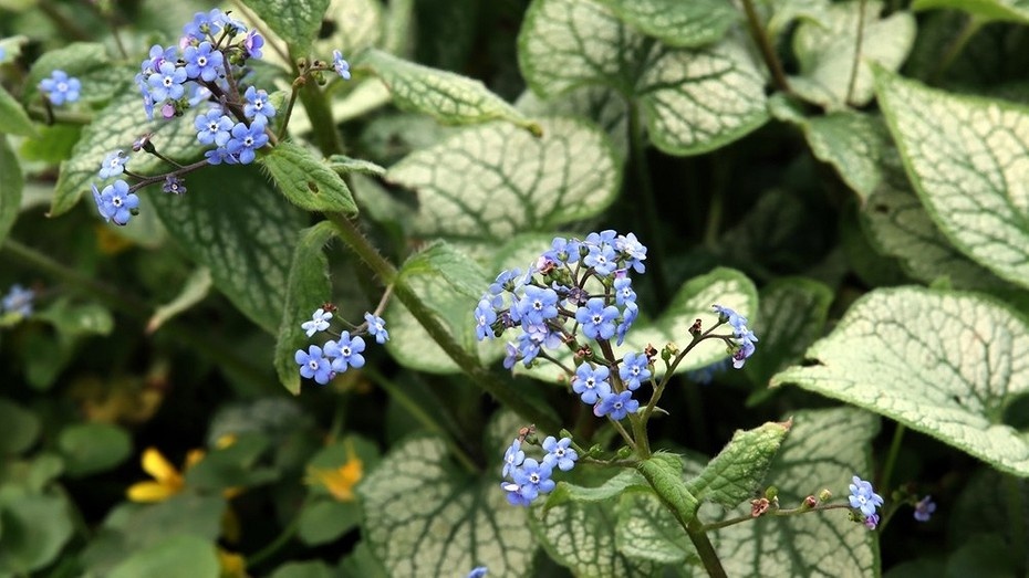 7 растений в доме, поедающих вашу денежную энергию