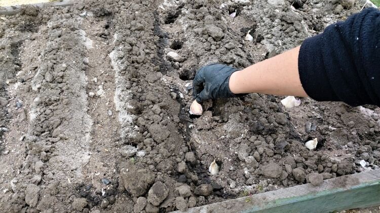 Чеснок очень любит эти удобрения