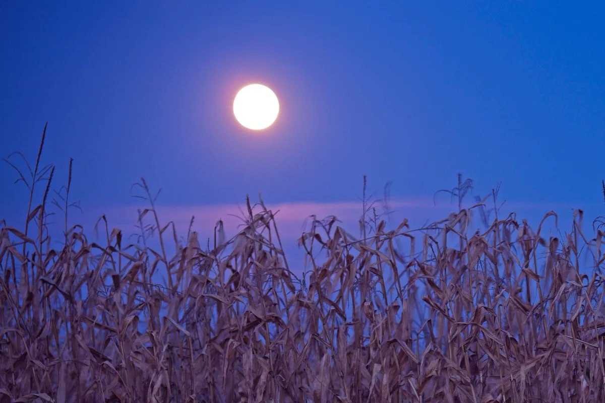 Кровавая Кукурузная Луна