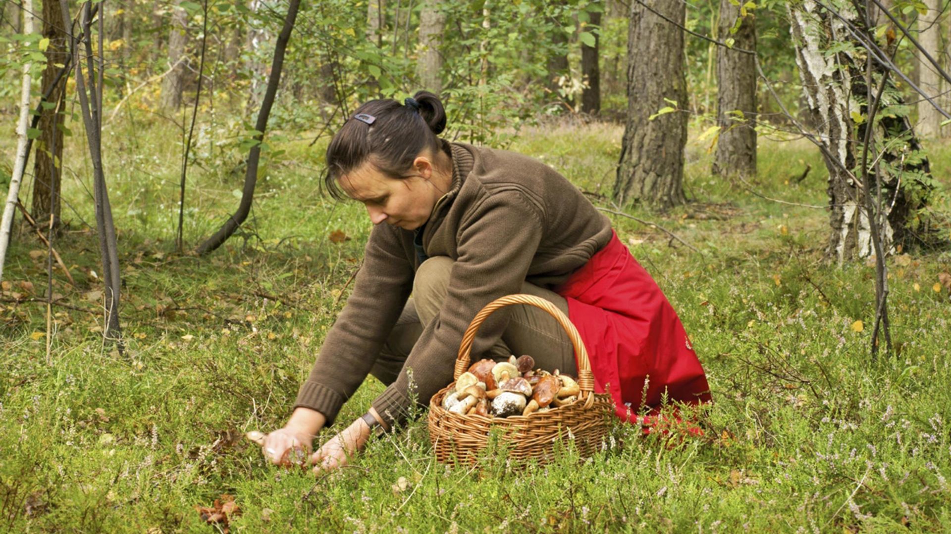 Как на самом деле стоит собирать грибы