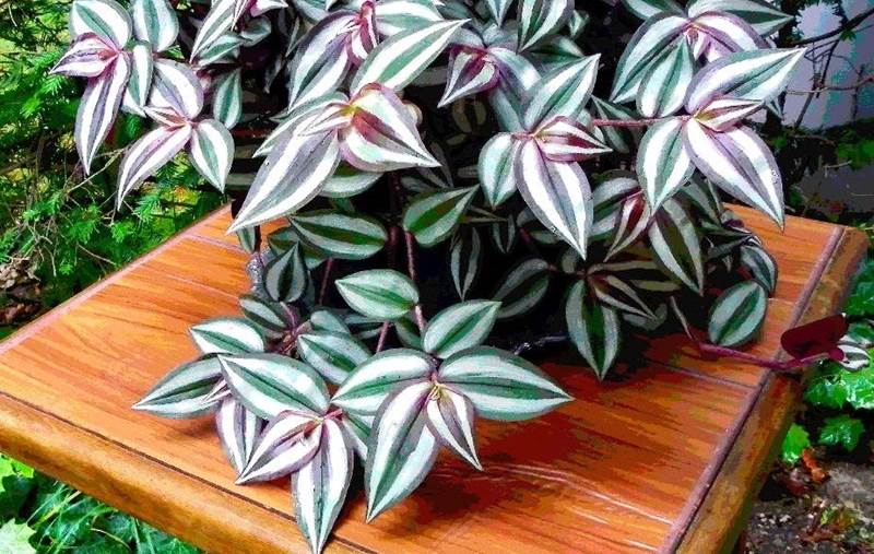 стоит ли держать традесканцию дома