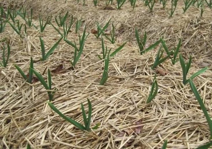 Чем накрыть грядку с озимым чесноком и луком