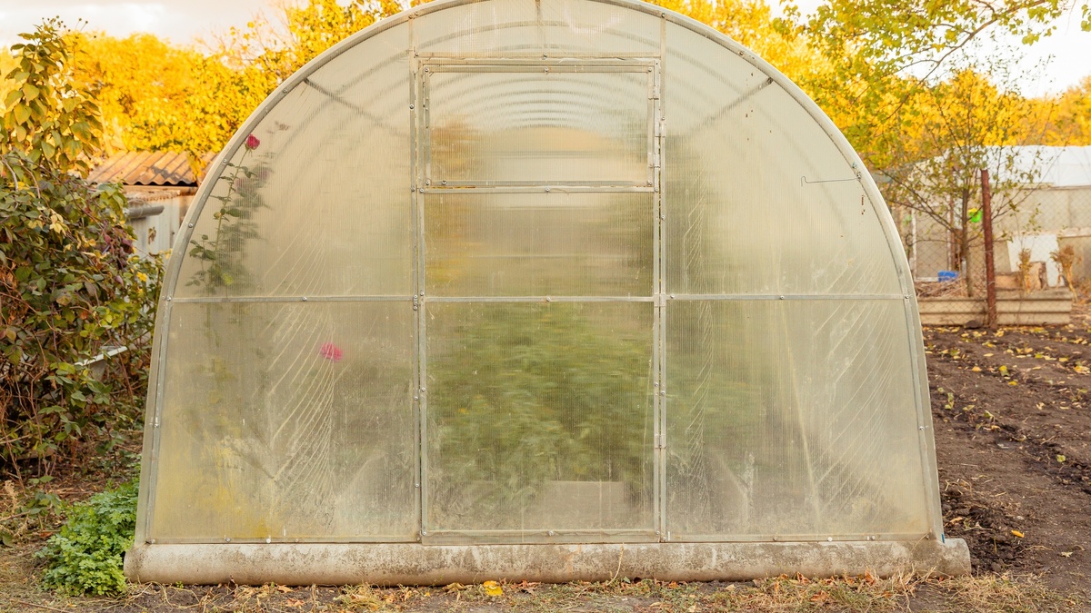 чем надо обработать теплицы в октябре от фитофторы и кладоспориоза