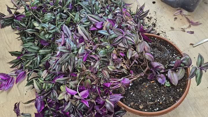 стоит ли держать традесканцию дома