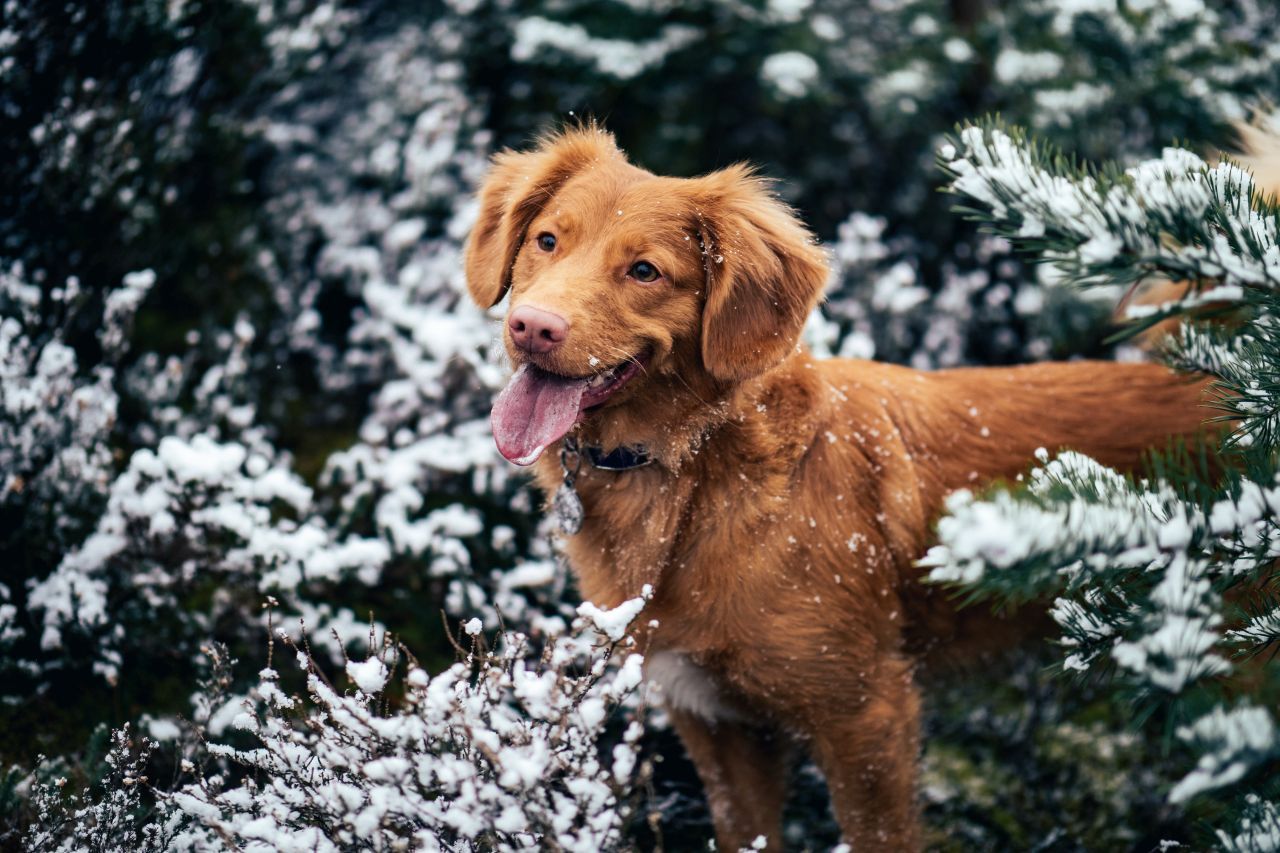 Восточный гороскоп на неделю с 1 по 7 декабря 2025 года