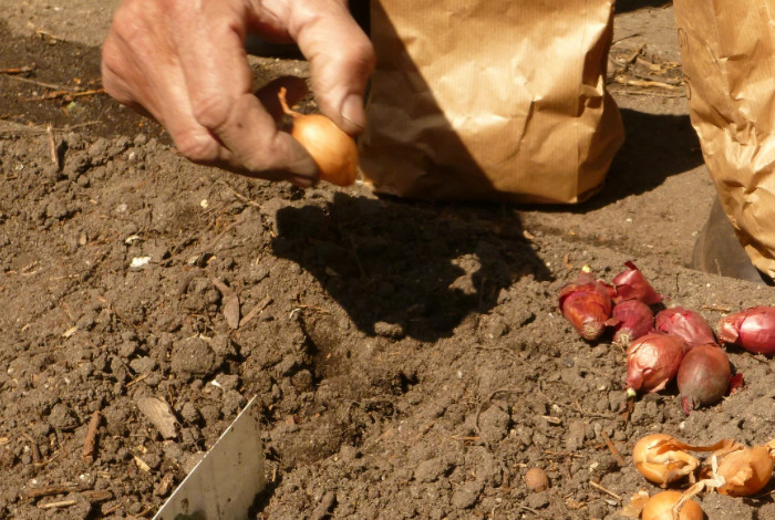 Посадка лука под зиму