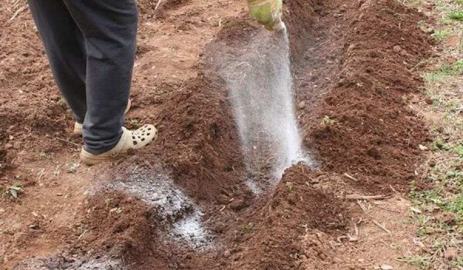 Что закопать в землю осенью под картошку