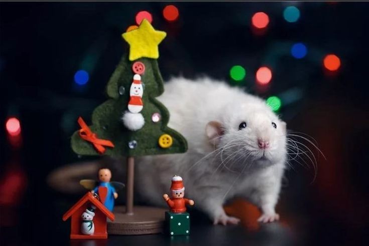 Китайский гороскоп на декабрь 2025