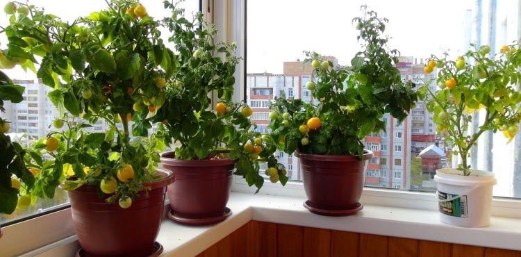 Огород на подоконнике: как вырастить помидоры дома