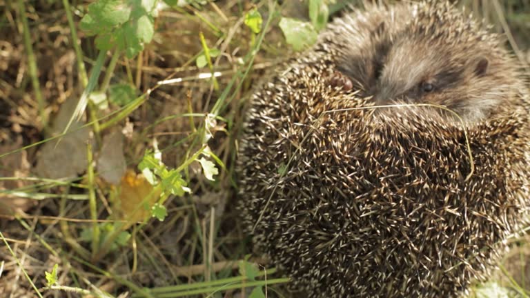 Славянский гороскоп на ноябрь 2025