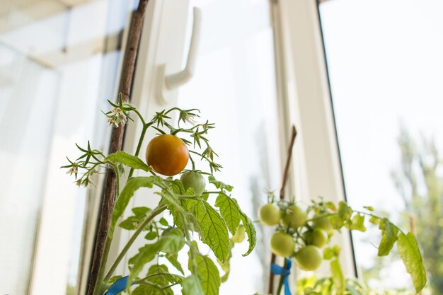 Огород на подоконнике: как вырастить помидоры дома