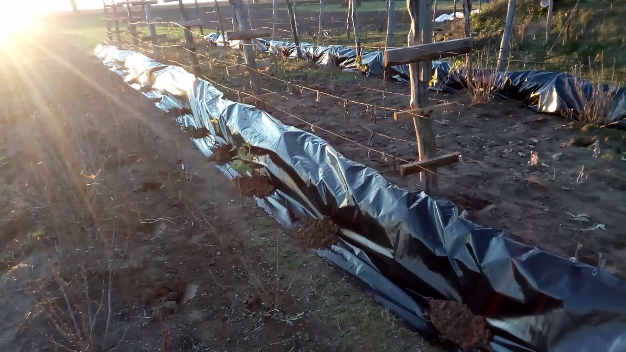 7 проверенных материалов и схем для укрытия винограда на зиму