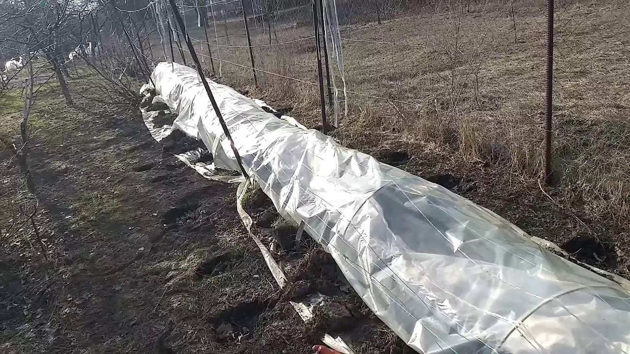 7 проверенных материалов и схем для укрытия винограда на зиму