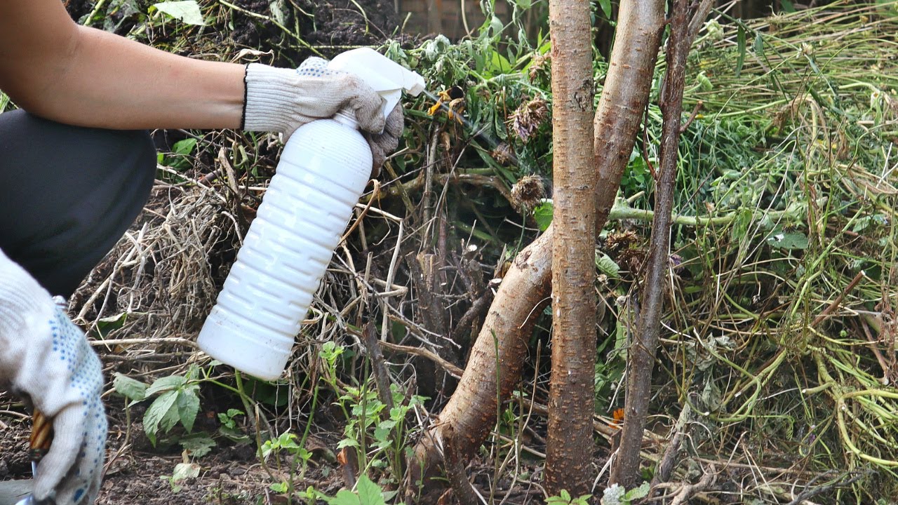 Как подготовить вишню к зиме, чтобы собрать большой урожай
