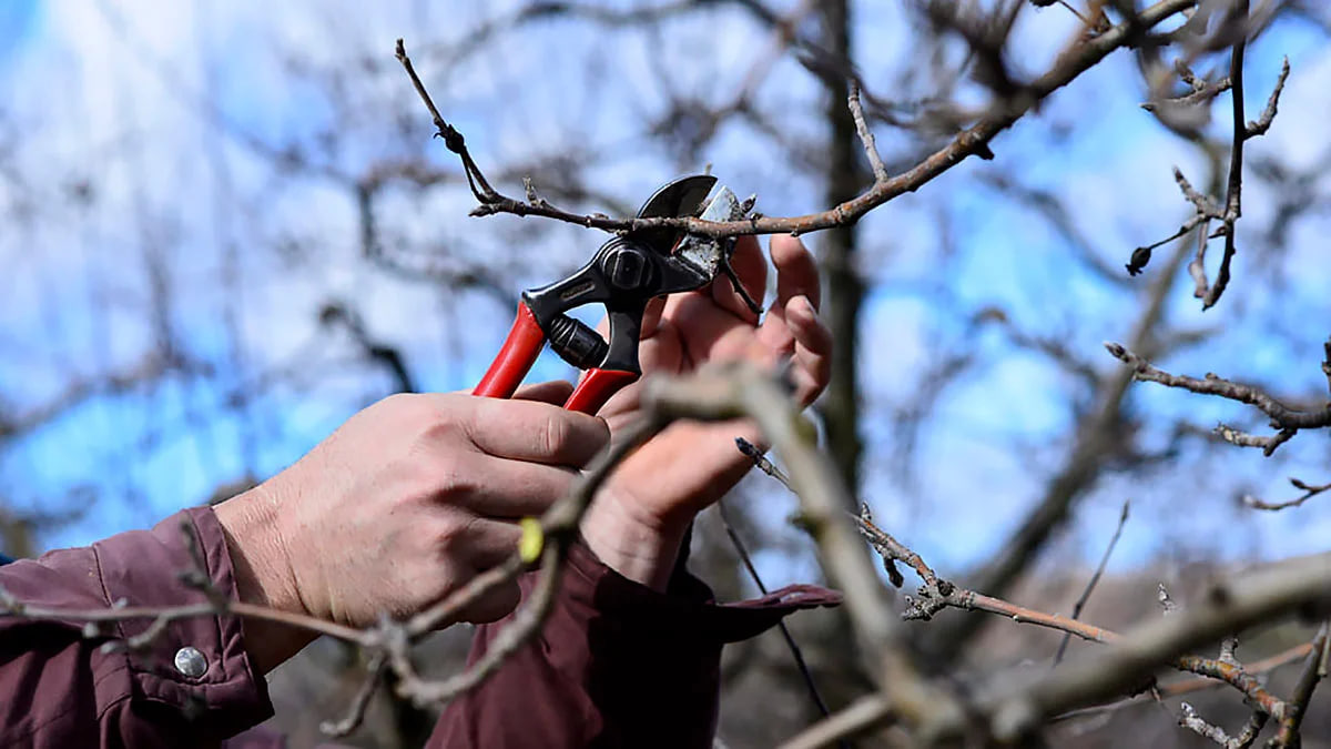 советы, как создать «ленивый сад»