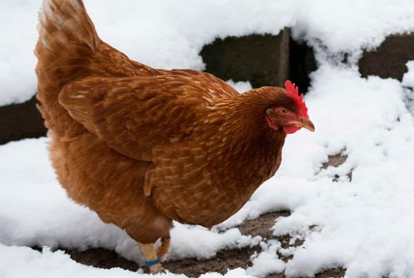 Что добавить в воду для кур