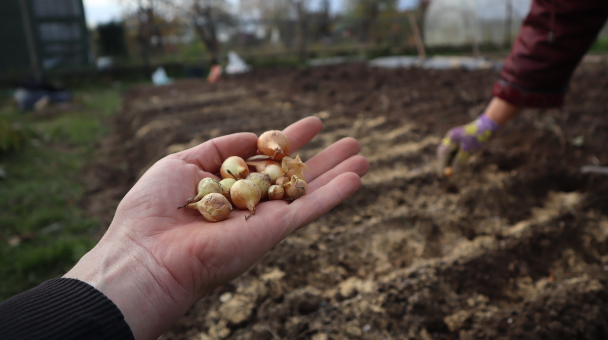 Посадка лука под зиму