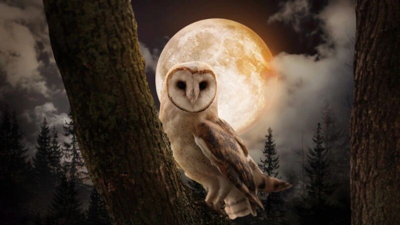 как полнолуние 5 ноября 2025 повлияет на знаки Зодиака